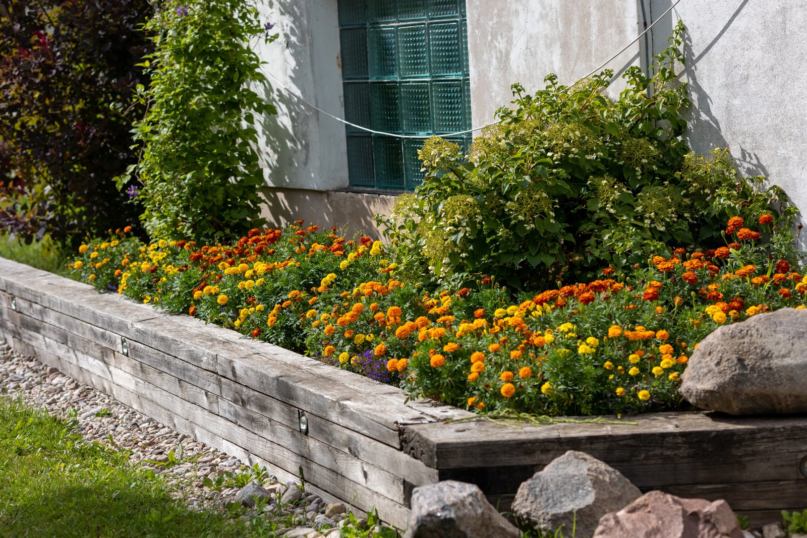 Marigold flower bed landscaping with orange and yellow blooms and green shrubs along a house wall in the San Fernando Valley